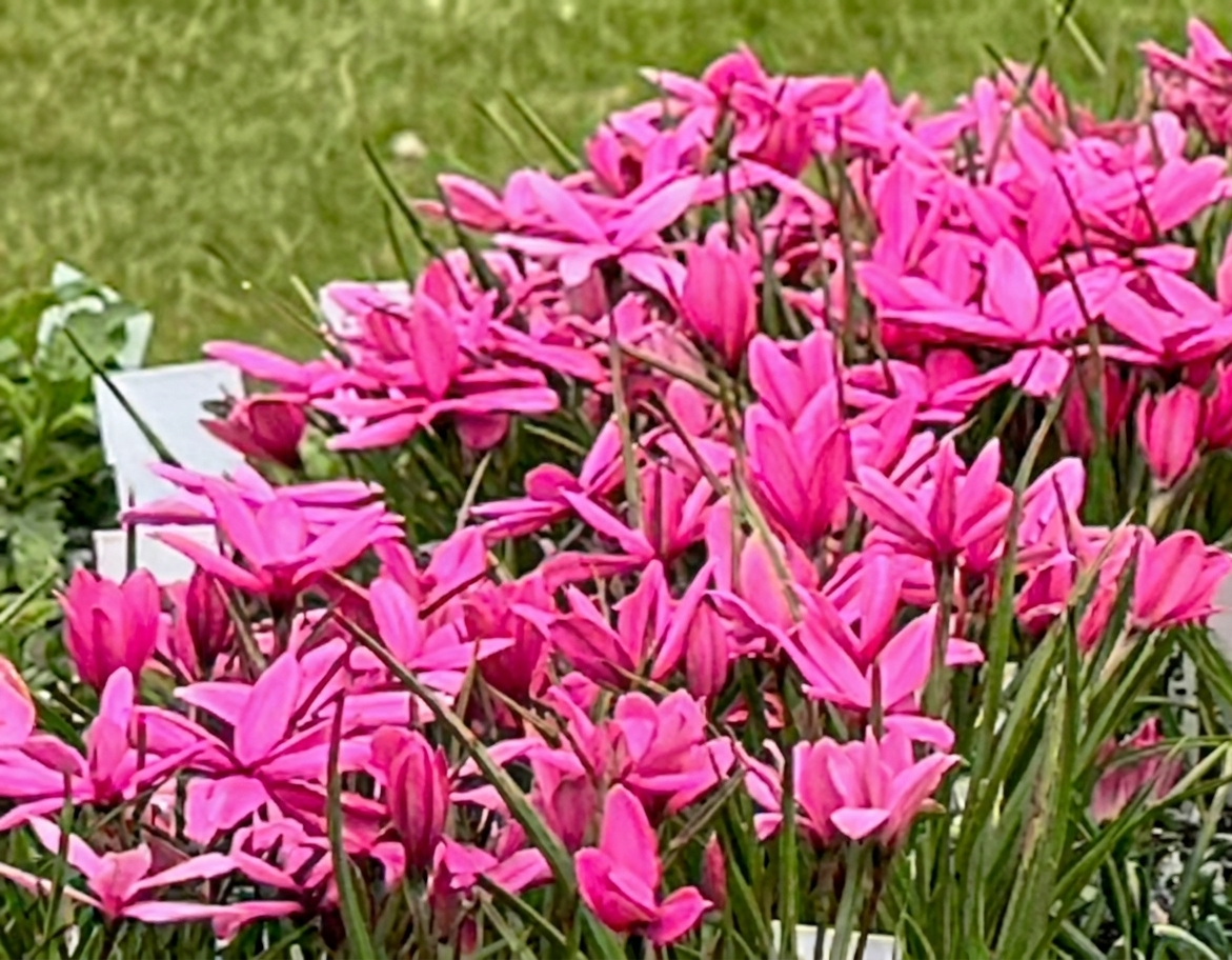 Rhodohypoxis 'Top Sally'